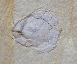 Terebratula sp. MUELLER 1776 - Bild © FossNet FossilienStore